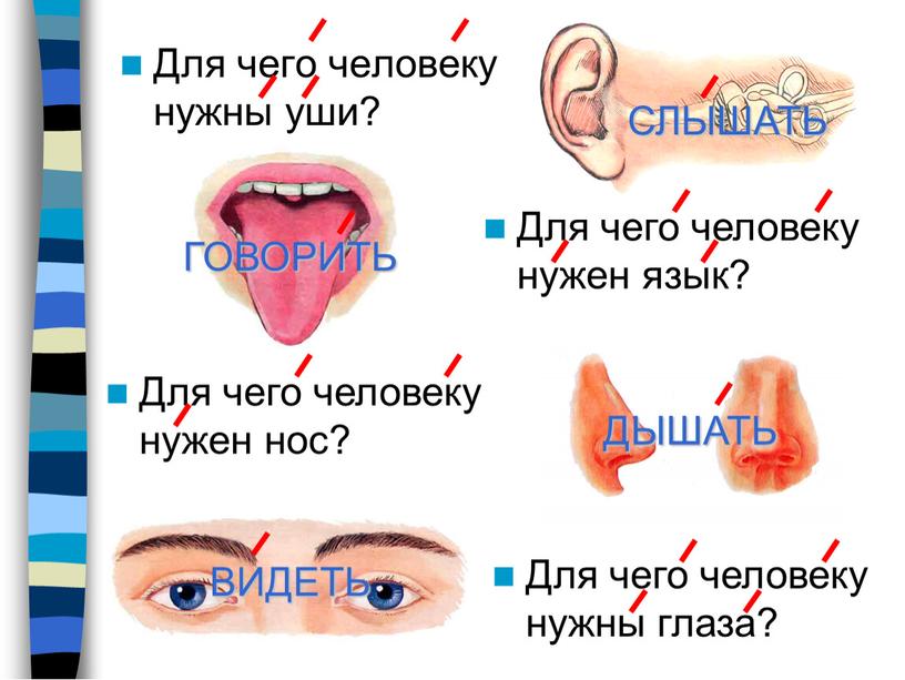 Для чего человеку нужны уши? Для чего человеку нужен нос?