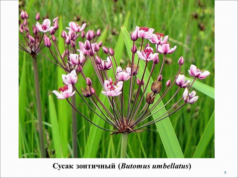 Сусак зонтичный ( Butomus umbellatus ) 8