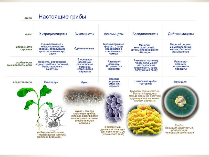 Презентация к проекту "Плесень чудесная"