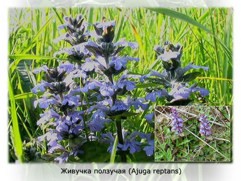 Живучка ползучая (Ajuga reptans)