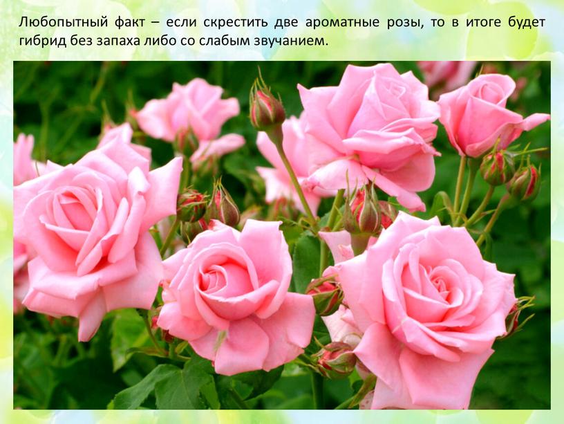 Любопытный факт – если скрестить две ароматные розы, то в итоге будет гибрид без запаха либо со слабым звучанием
