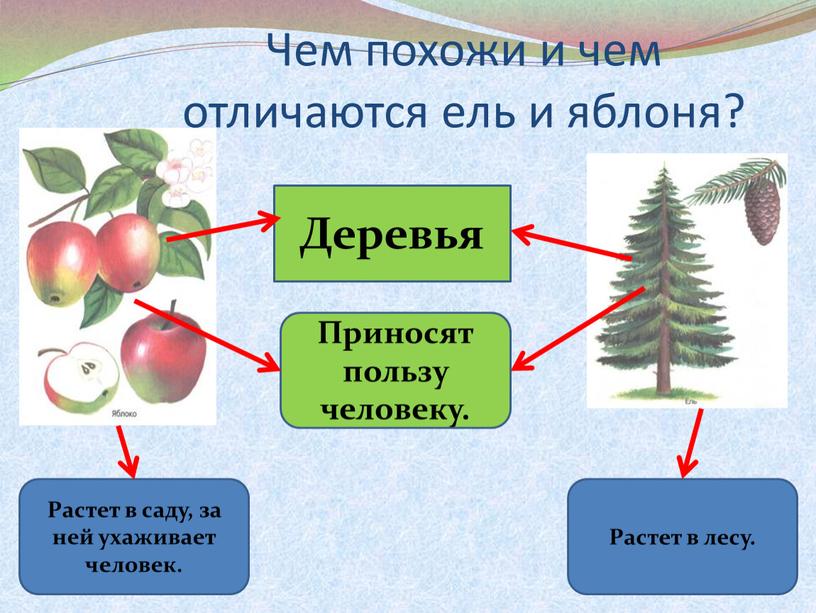 Чем похожи и чем отличаются ель и яблоня?