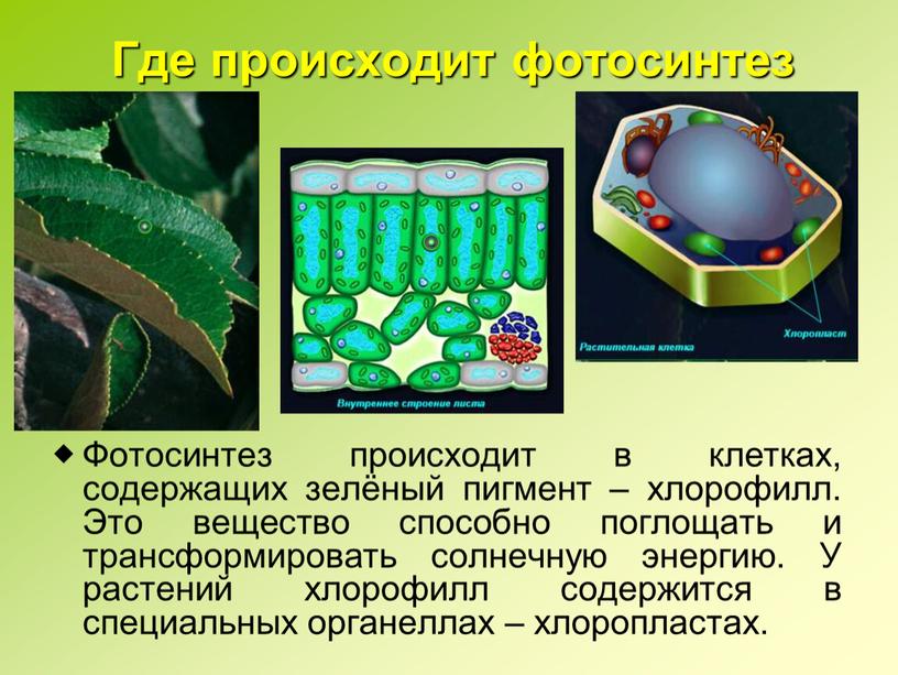 Где происходит фотосинтез Фотосинтез происходит в клетках, содержащих зелёный пигмент – хлорофилл