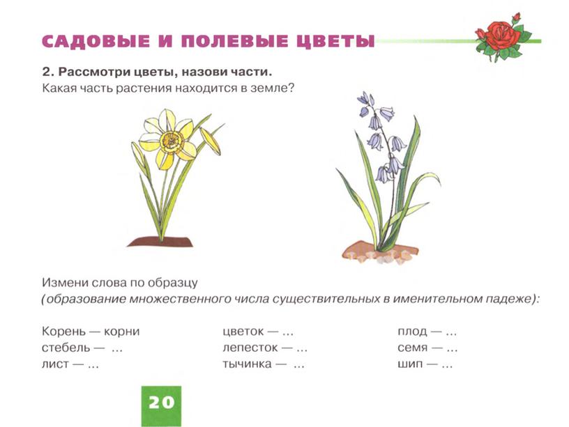 Презентация "Садовые, полевые цветы"