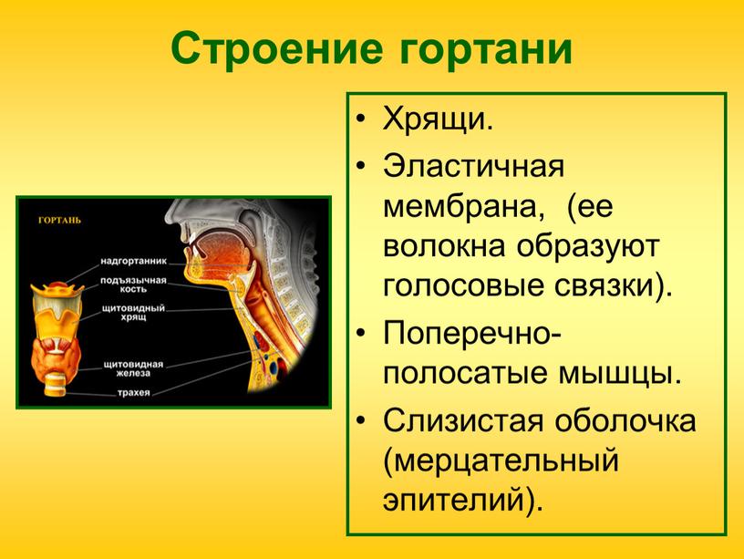 Строение гортани Хрящи. Эластичная мембрана, (ее волокна образуют голосовые связки)