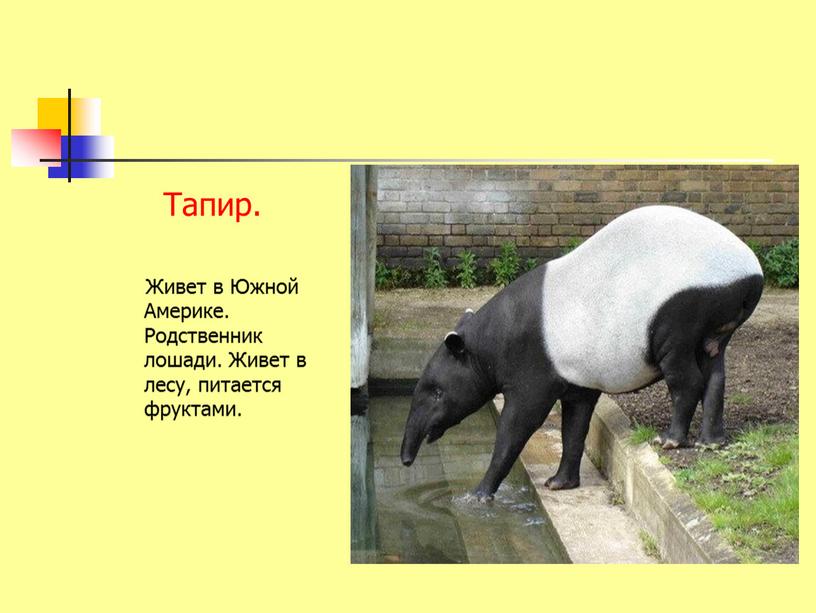 Тапир. Живет в Южной Америке
