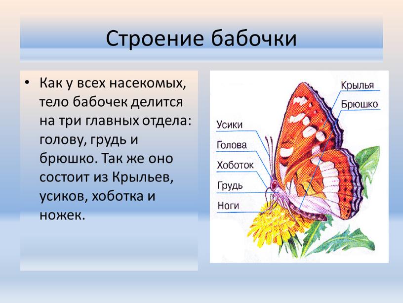 Строение бабочки Как у всех насекомых, тело бабочек делится на три главных отдела: голову, грудь и брюшко