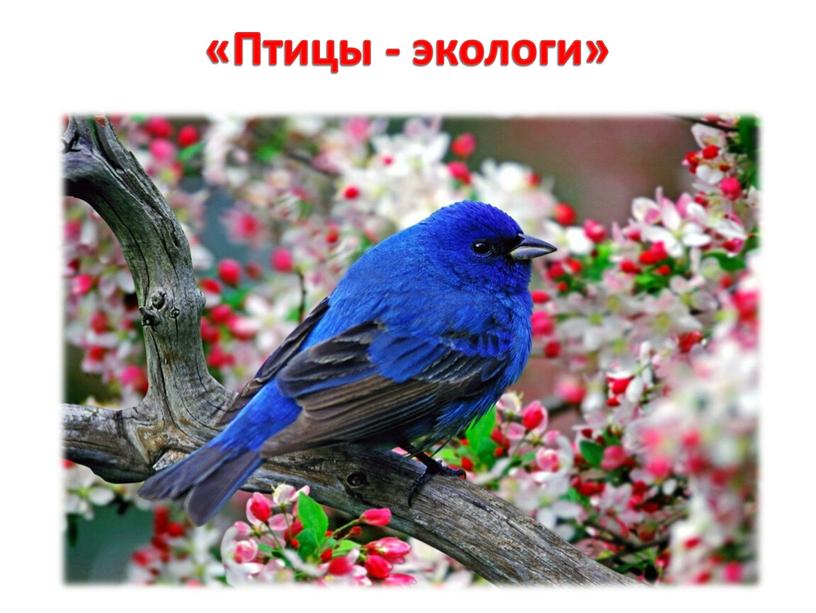 «Птицы - экологи»