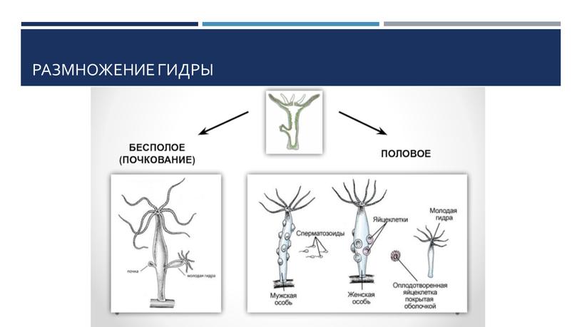 Размножение гидры