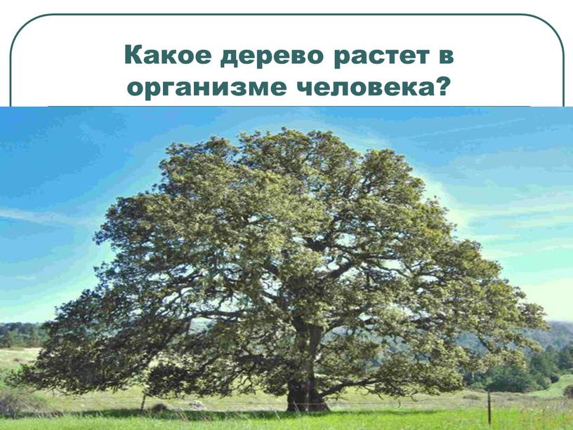 Какое дерево растет в организме человека?