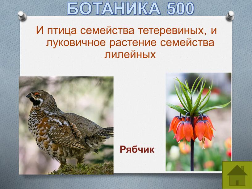 БОТАНИКА 500 И птица семейства тетеревиных, и луковичное растение семейства лилейных