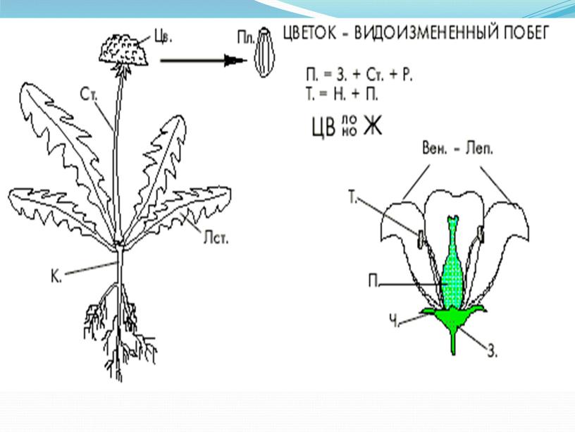 Презентация по биологии 6 класса "Цветение и опыление растений"