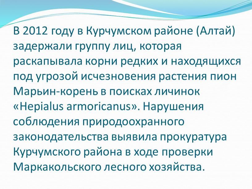 В 2012 году в Курчумском районе (Алтай) задержали группу лиц, которая раскапывала корни редких и находящихся под угрозой исчезновения растения пион