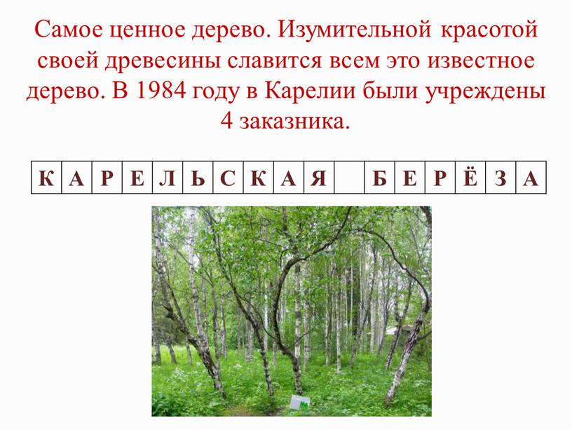 Самое ценное дерево. Изумительной красотой своей древесины славится всем это известное дерево