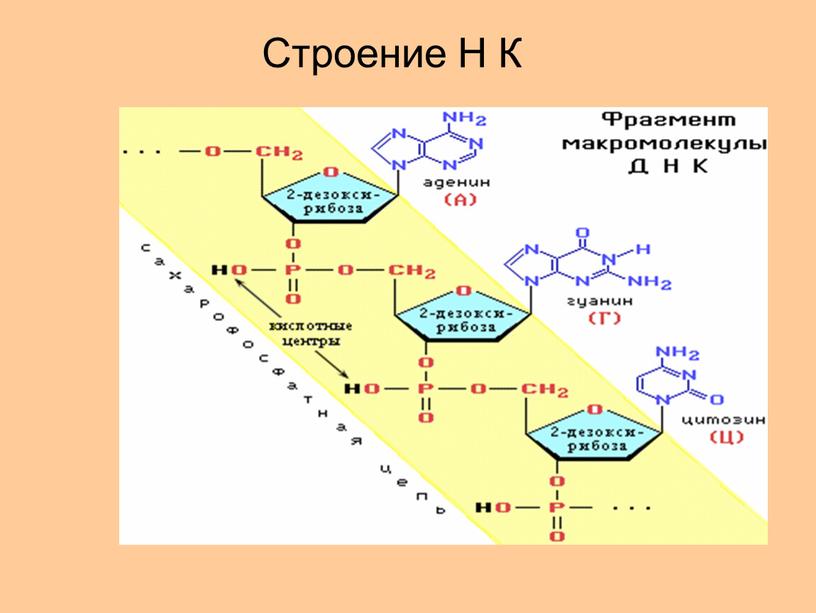 Строение Н К