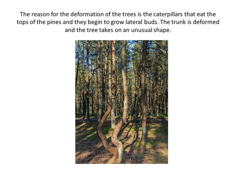 The reason for the deformation of the trees is the caterpillars that eat the tops of the pines and they begin to grow lateral buds