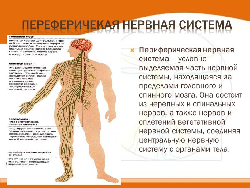 Переферичекая нервная система Периферическая нервная система — условно выделяемая часть нервной системы, находящаяся за пределами головного и спинного мозга