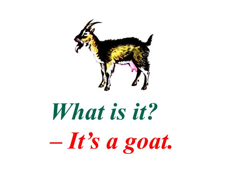 What is it? – It’s a goat.