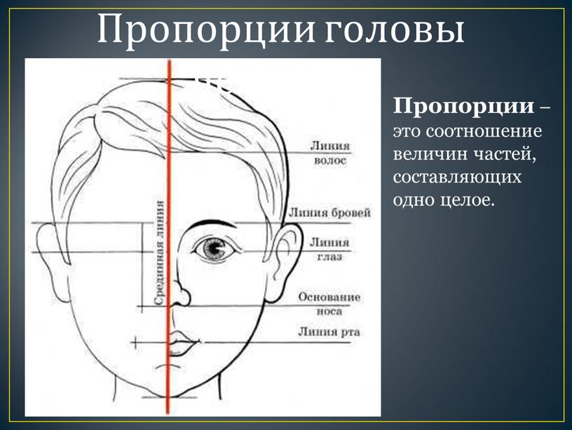 Пропорции головы человека Пропорции – это соотношение величин частей, составляющих одно целое