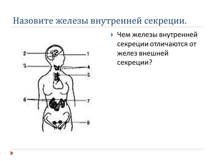 Назовите железы внутренней секреции