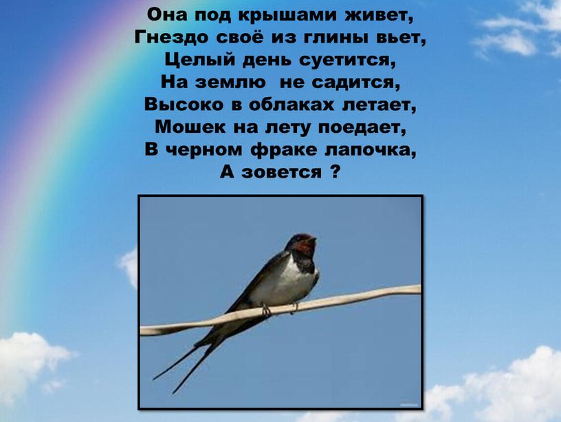 Она под крышами живет, Гнездо своё из глины вьет,