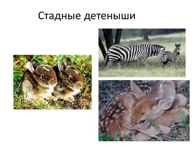 Стадные детеныши