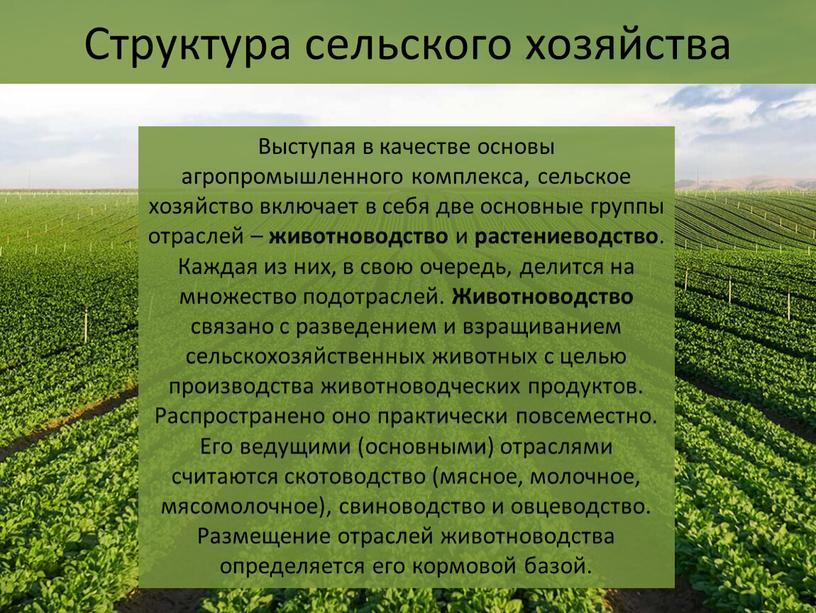 Структура сельского хозяйства Выступая в качестве основы агропромышленного комплекса, сельское хозяйство включает в себя две основные группы отраслей – животноводство и растениеводство