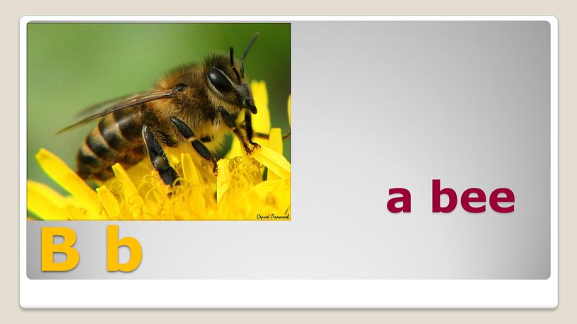 B b a bee