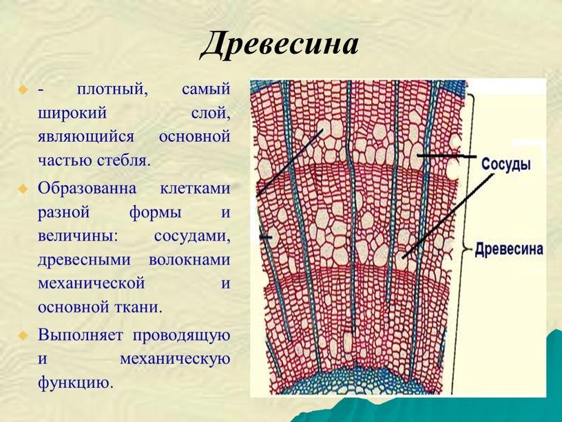 Древесина - плотный, самый широкий слой, являющийся основной частью стебля