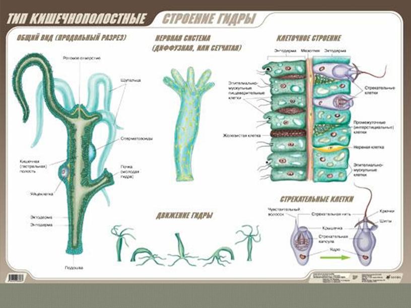 Кишечнополостные , 8класс, биология