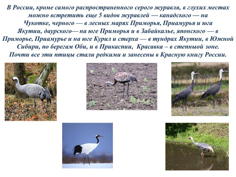 В России, кроме самого распространенного серого журавля, в глухих местах можно встретить еще 5 видов журавлей — канадского — на