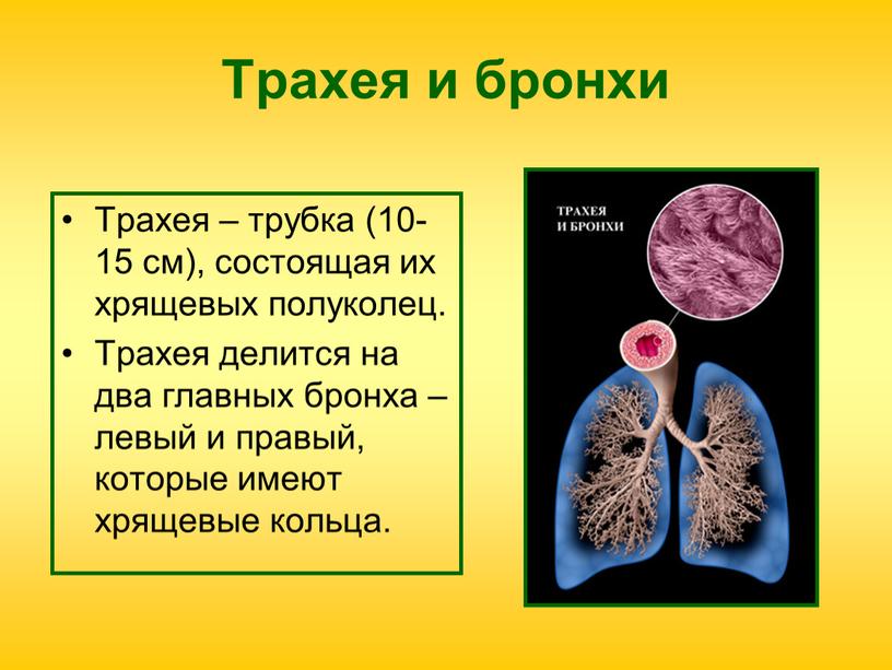 Трахея и бронхи Трахея – трубка (10-15 см), состоящая их хрящевых полуколец