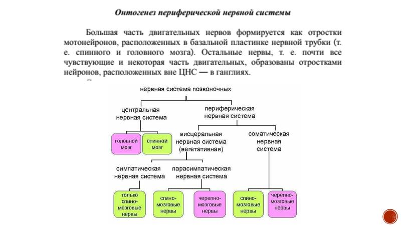 Нервная система позвоночных