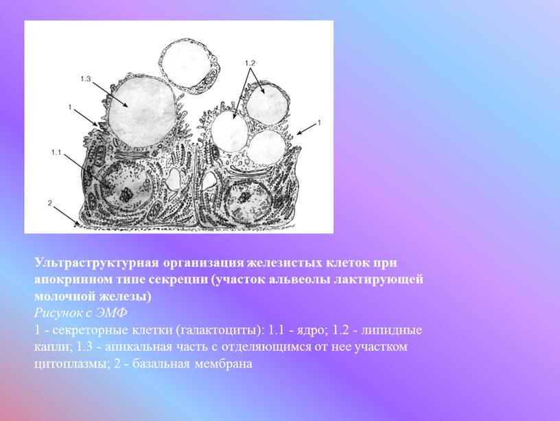 Ультраструктурная организация железистых клеток при апокринном типе секреции (участок альвеолы лактирующей молочной железы)