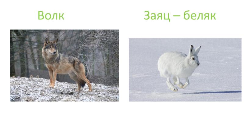 Волк Заяц – беляк