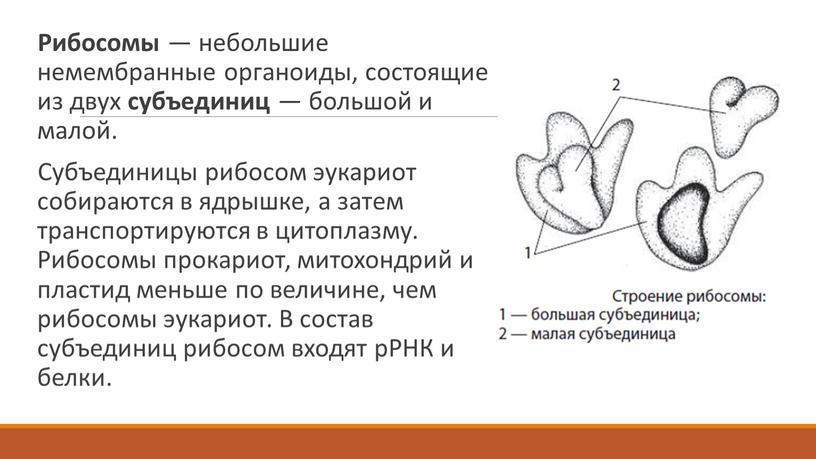 Рибосомы — небольшие немембранные органоиды, состоящие из двух субъединиц — большой и малой