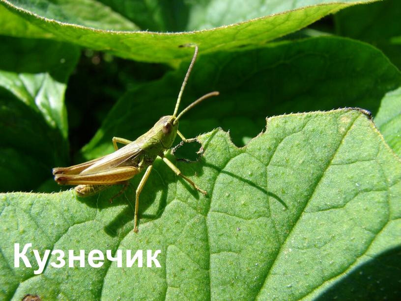 Загадка С ветки на тропинку, С тропинки на былинку