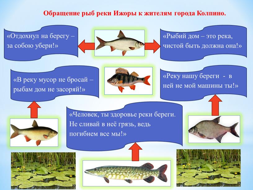 Обращение рыб реки Ижоры к жителям города