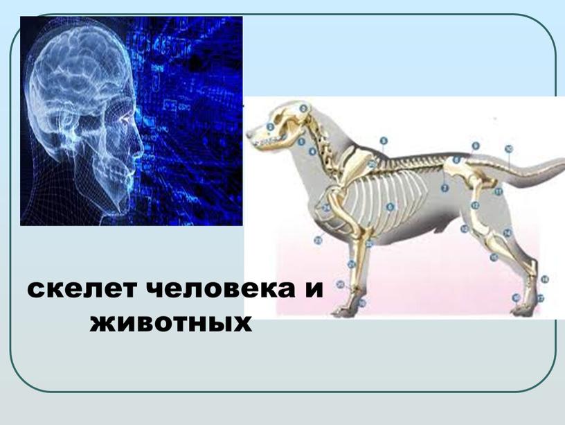 скелет человека и животных