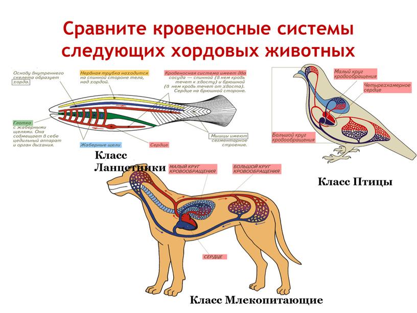 Презентация эволюция кровеносной системы животных 7 класс