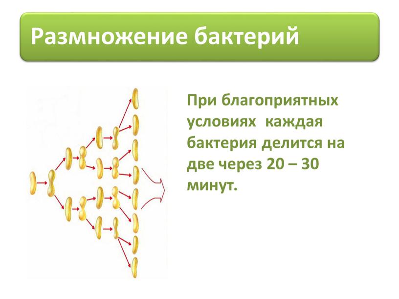 При благоприятных условиях каждая бактерия делится на две через 20 – 30 минут