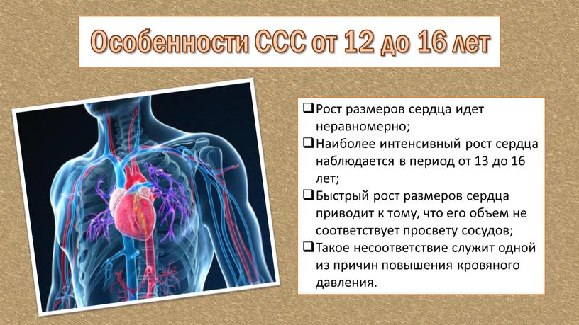 Особенности ССС от 12 до 16 лет