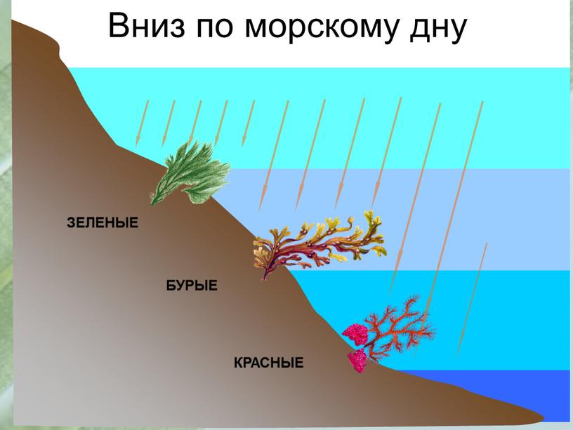 Вниз по морскому дну ЗЕЛЕНЫЕ БУРЫЕ