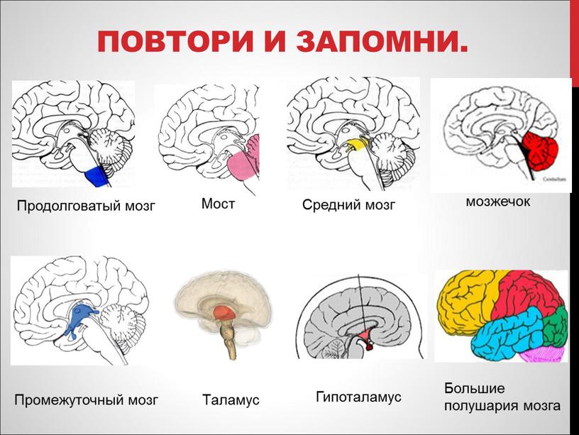 Повтори и запомни. Промежуточный мозг