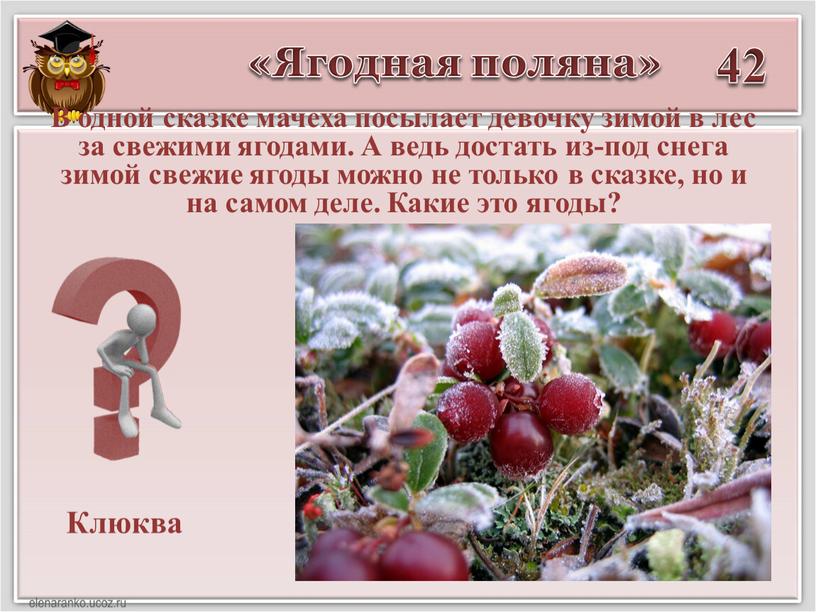 Ягодная поляна» 42 Клюква В одной сказке мачеха посылает девочку зимой в лес за свежими ягодами