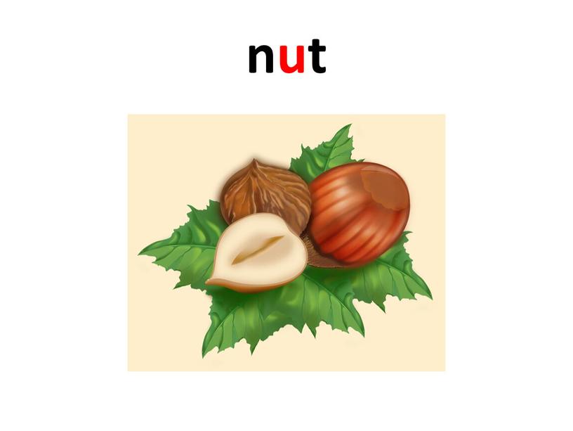 nut