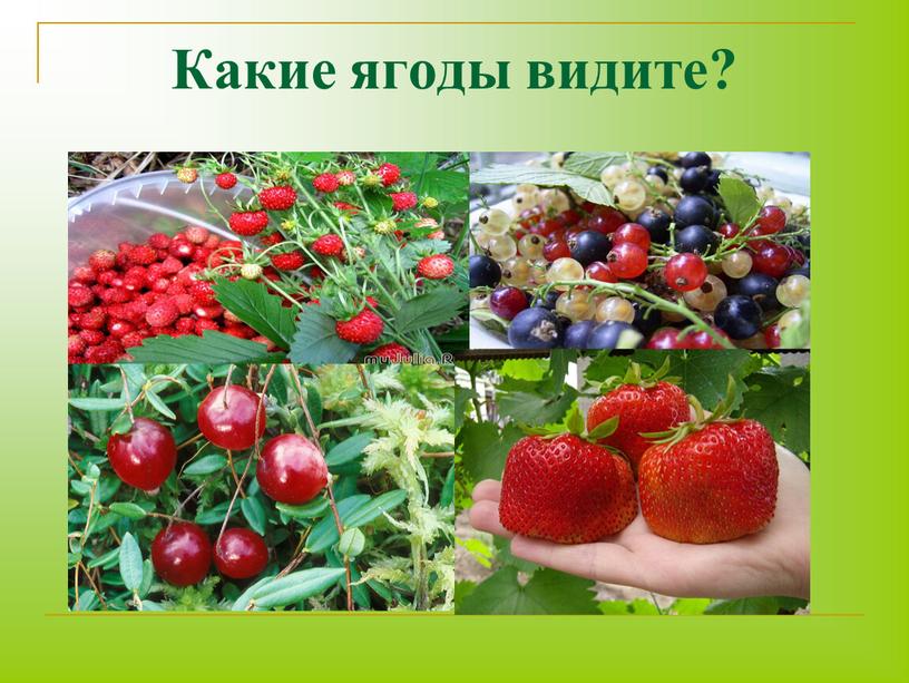 Какие ягоды видите?