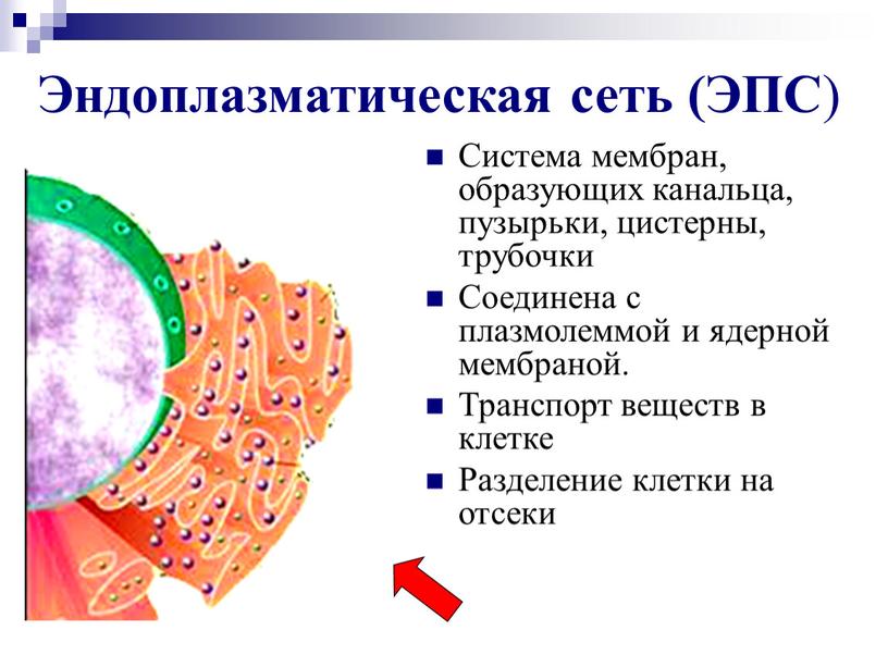 Эндоплазматическая сеть (ЭПС )