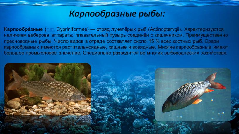 Карпообразные рыбы: Карпообра́зные (лат