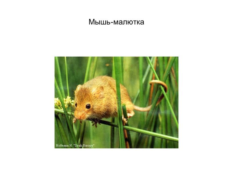 Мышь-малютка